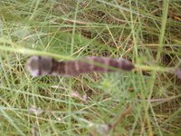 P27-06-11_08.01[1]